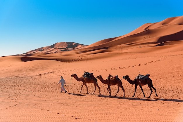 Berber man leading camel caravan in Sahara Desert