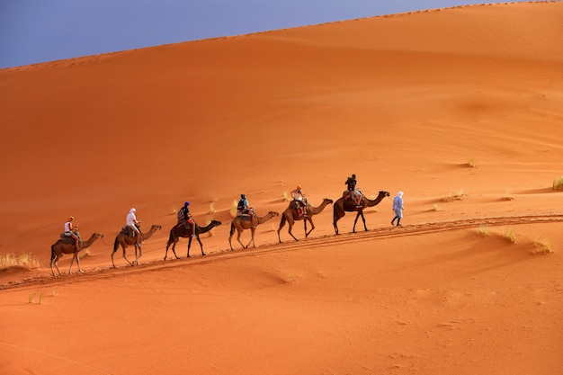 Berber man leading camel caravan