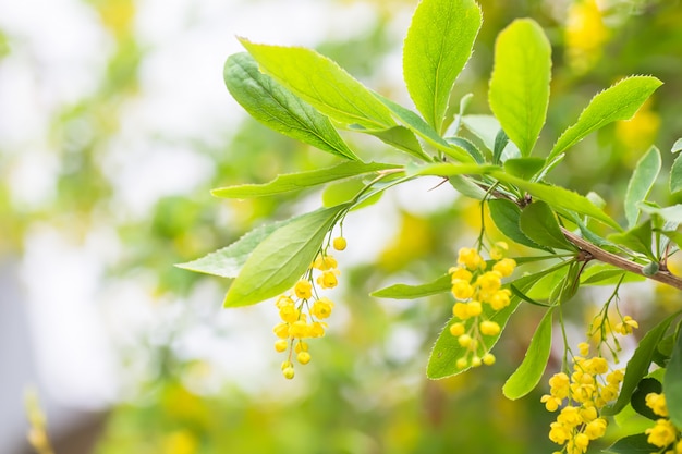 Berberis vulgaris, simply barberry Yellow flowers. Buds cluster on blooming Common or European Barberry in spring