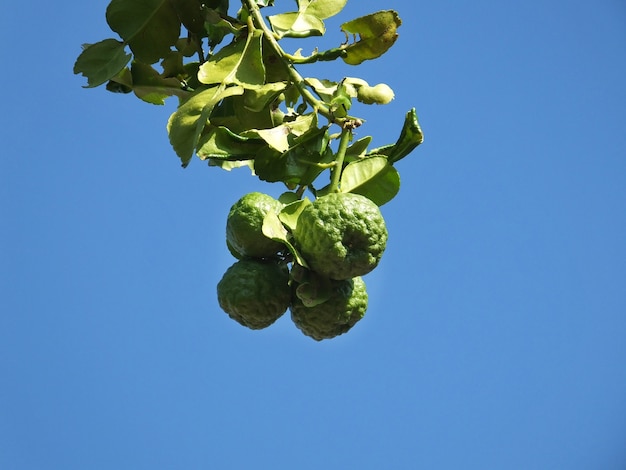 Bergamot and leaf closeup on blue sky background 