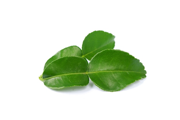 Bergamot leaf isolated on a white background