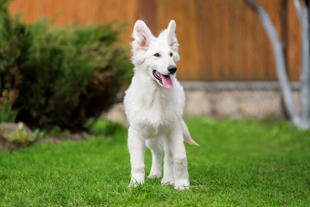 Photo berger blanc suisse. white german shepherd dog in grass