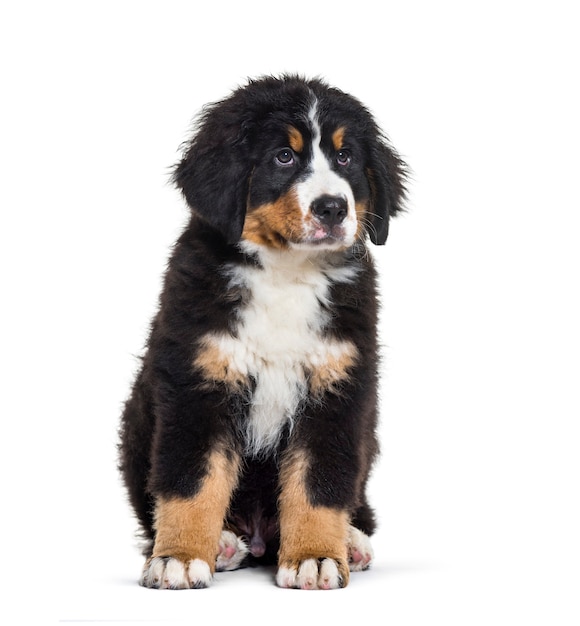 Bernese Mountain Dog, 3 months old, sitting in front of white surface