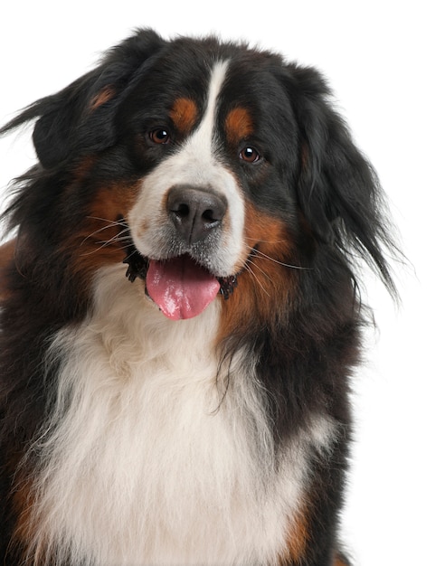 Bernese Mountain Dog, 3 years old, in front of white wall