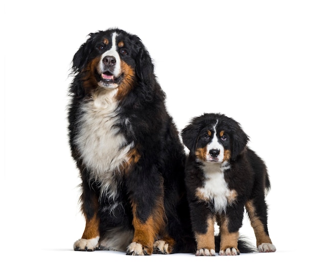 Bernese Mountain Dog, 8 years old and 3 months old, sitting in front of white background