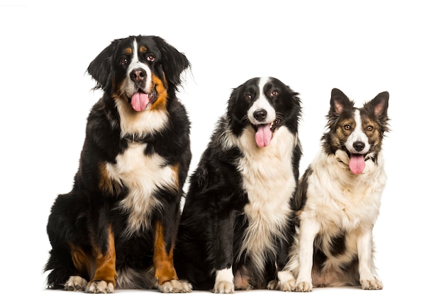 Bernese mountain dog Border Collie and Mixed-breed dog sitting against white background