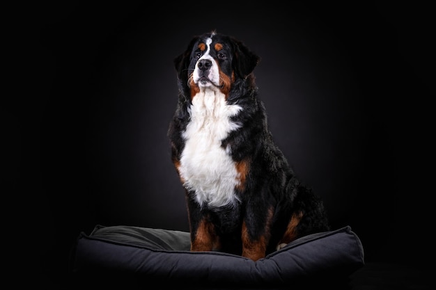 Bernese Mountain Dog close up portrait on dark background close up portrait on dark background