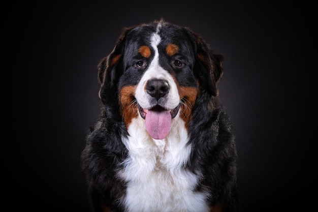 Bernese Mountain Dog close up portrait on dark background close up portrait on dark background