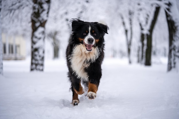 Bernese mountain dog covered with snow walking through the big snow drifts. a lot of snow on winter streets