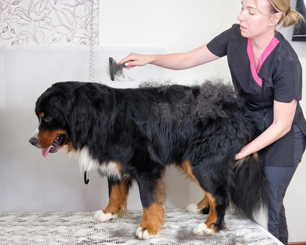 Bernese mountain dog grooming salon A woman combs the wool with a special tool for combing the undercoat