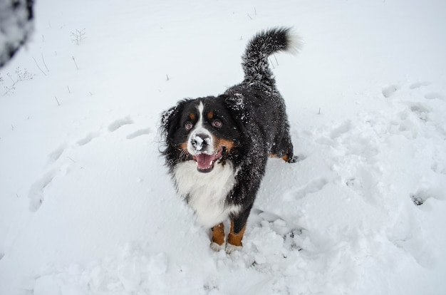 Bernese mountain dog playing in the snow