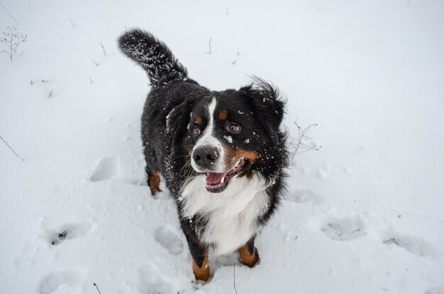 Bernese mountain dog playing in the snow