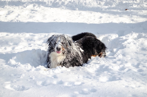 Bernese mountain dog playing in the snow