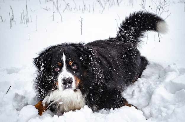 Bernese mountain dog playing in the snow