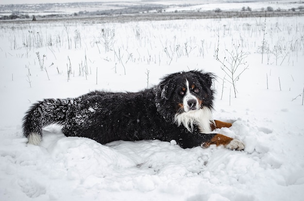 Bernese mountain dog playing in the snow