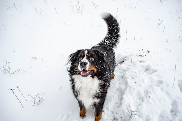 Bernese mountain dog playing in the snow