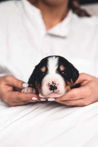 Bernese mountain dog puppy in female hands, care for animals, newborns