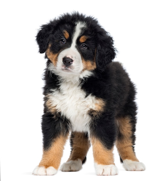 Bernese Mountain Dog Puppy standing, isolated on