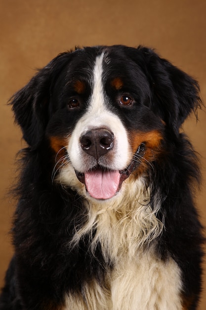 Bernese mountain dog sitting on brown background