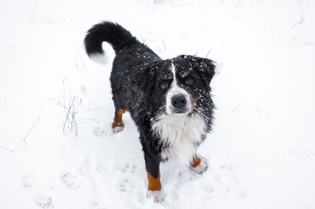 Bernese mountain dog with snow on his head. Happy dog walk in winter snowy weather