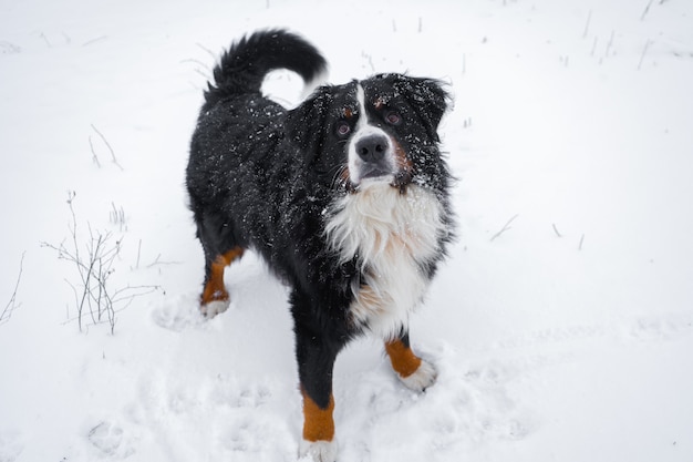 Bernese mountain dog with snow on his head. Happy dog walk in winter snowy weather