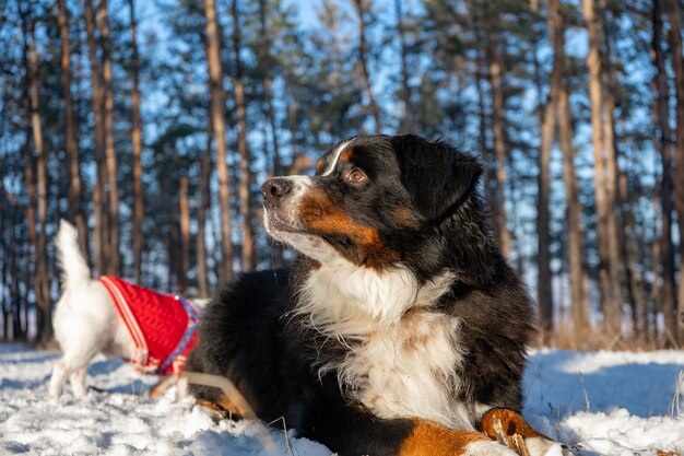 Bernese mountain dog with snow on a nose on winter snowy weather. funny pet lying in the snow drifts