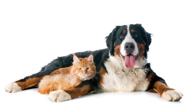 bernese moutain dog and cat