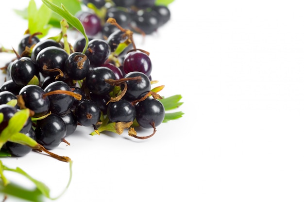 Berries black currant with green leaf. Fresh fruit, isolated on white .