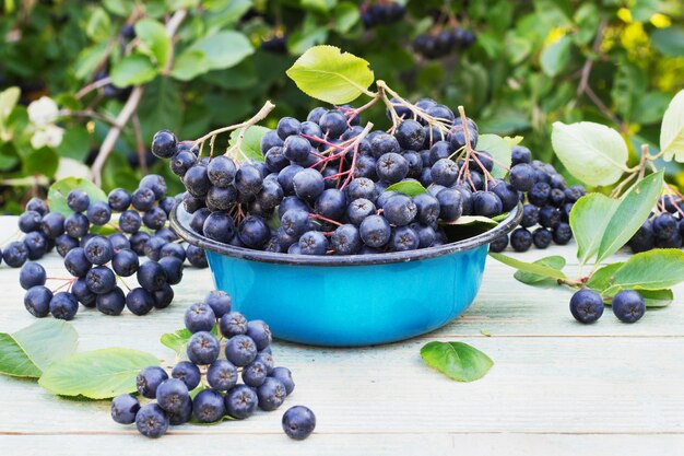 Berries chokeberry in a metal bowl