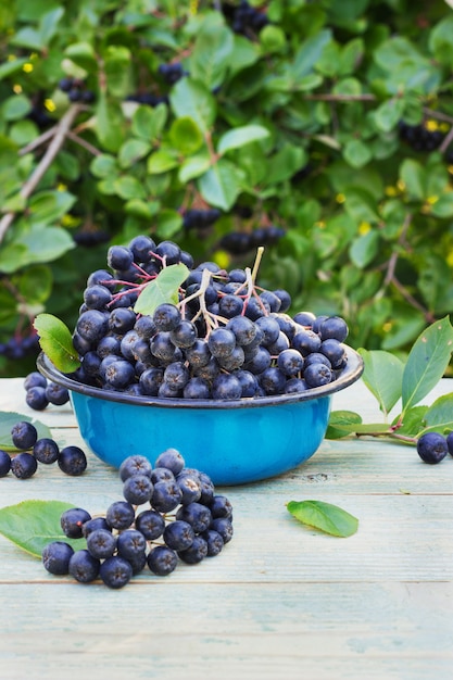 Berries chokeberry in a metal bowl