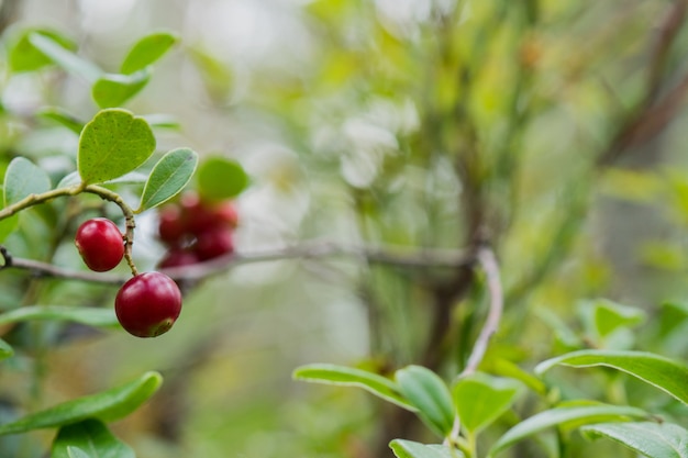 Berries of the cowberry growing in the wood.