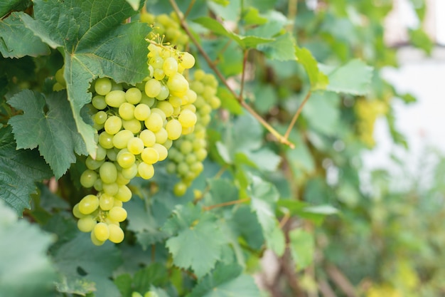 Berries of green grapes with large leaves hang on rod branches in a garden