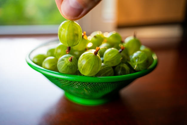 Berries in hand. Heap of green wet washed gooseberry fruit in a colander on table.