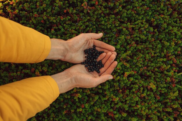 Berries in palms of hands crowberry in its natural form in the tundra of kola peninsula