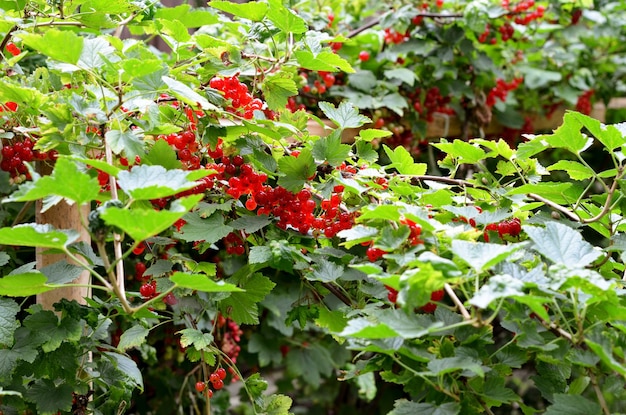 berries of red currant on the branches fruit shrub in the garden