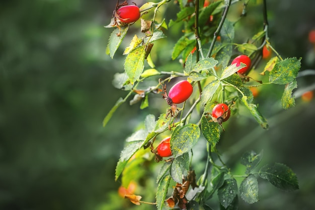 Berries of ripe dog-rose on a blurry background