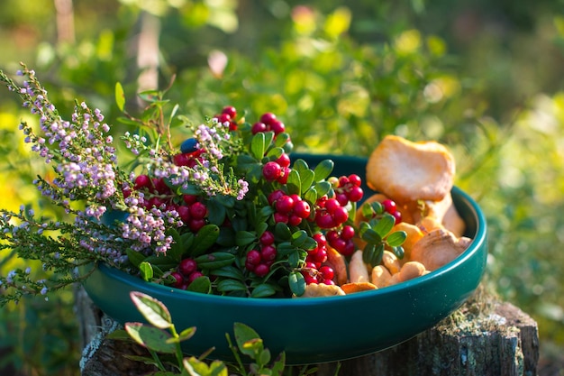 Berries of wild blueberries and lingonberries on a plate A blooming sprig of magical forest heather with forest mushrooms chanterelles