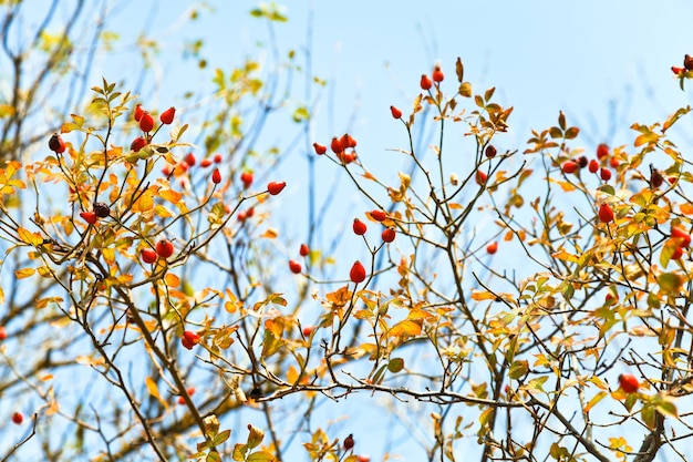 Berry of brier and blue sky in autumn