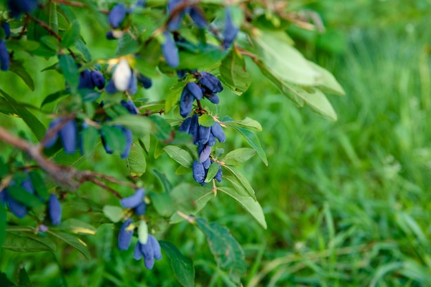 Berry honeysuckle growing on a branch in the garden