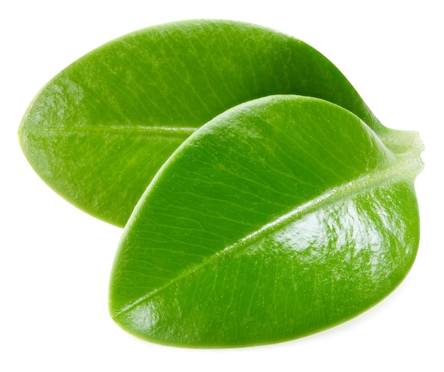 Berry leaf isolated on white background.