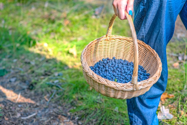 Berry season collect blueberries in the forest a woman walks through the forest with a basket contai...