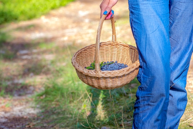 Berry season collect blueberries in the forest a woman walks through the forest with a basket contai...