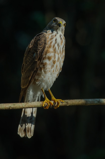 Besra Sparrowhawk (Accipiter virgatus fuscipectus)