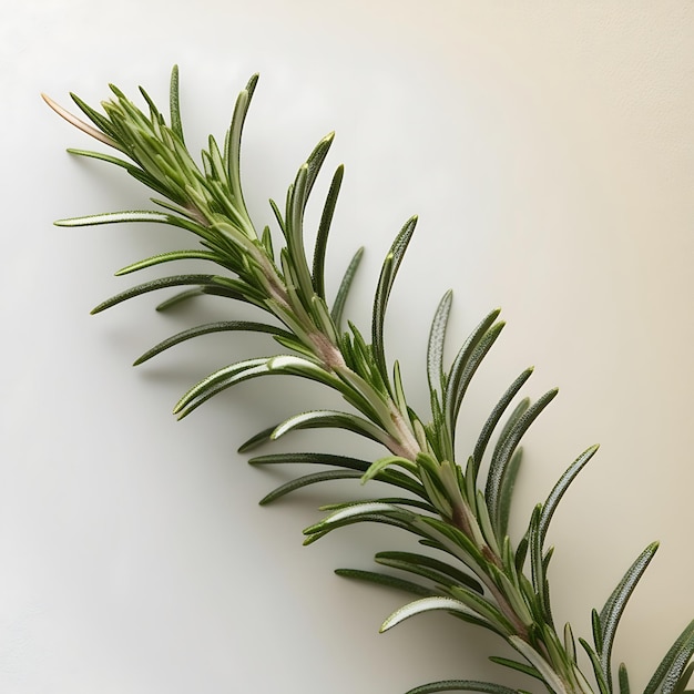 Photo best fresh green rosemary on white background