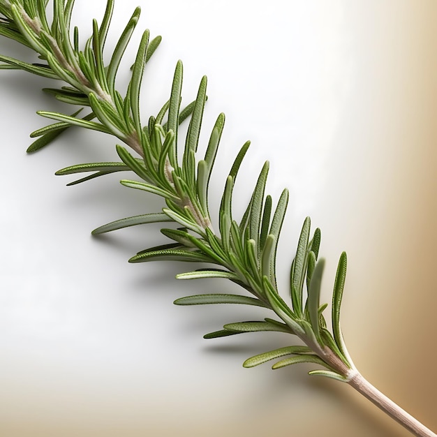 Photo best fresh green rosemary on white background