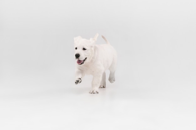 Best friend. English cream golden retriever playing. Cute playful doggy or purebred pet looks cute isolated on white wall. Concept of motion, action, movement, dogs and pets love. Copyspace.