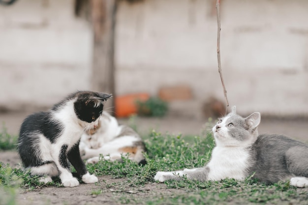 Best friends concept Three kittens lie on the grass and relax in the backyard in the village Forever friends cats