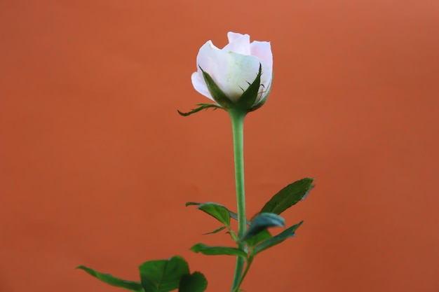 Photo best pink rose flower with leaves in an orange background