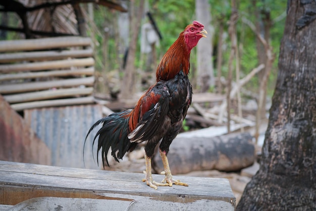 Best Strong Rooster