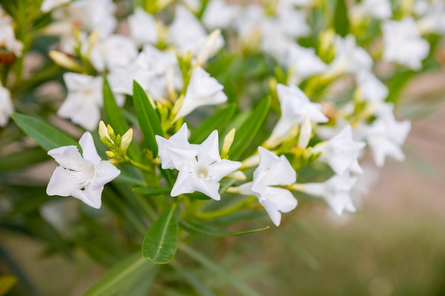 Best white oleander flowers Nerium oleander bloomed in spring Shrub small tree poisonous plant for medicine pharmacology white bush is growing outside in internal yard